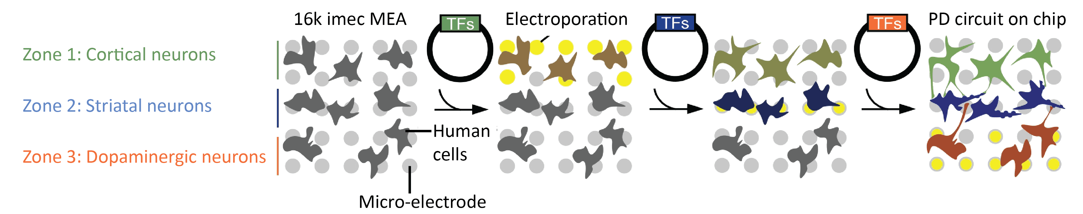 y reprogramming patient-specific cells at predefined locations on a high-density MEA, we can grow striatal brain circuits relevant to PD (TF= transcription factors).