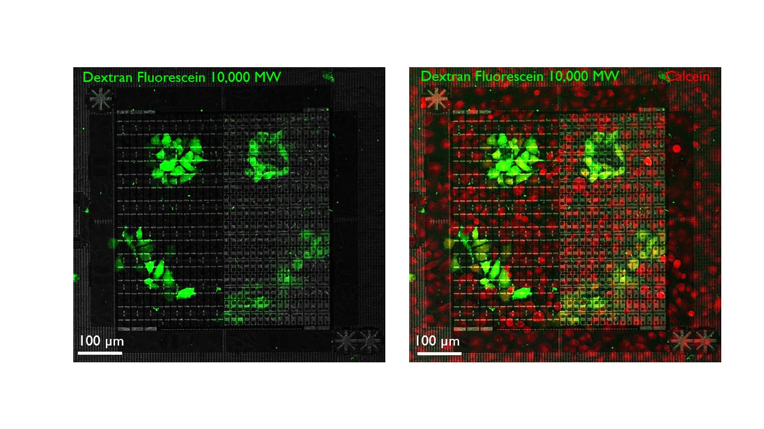 Single cell electroporation on the high-density MEA is demonstrated by being able to stimulate cells on demand, to create any desired pattern, like a smiley face. Dextran fluorescein of 10,000 molecular weight (green) was added to the solution and only enters electroporated cells. Neural progenitor cells were stained with calcein (red) and stains all cells.