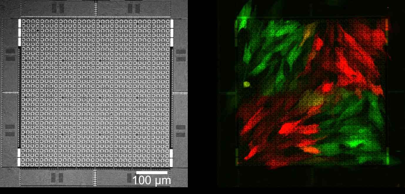 Transfection on CMOS micro-electrode array