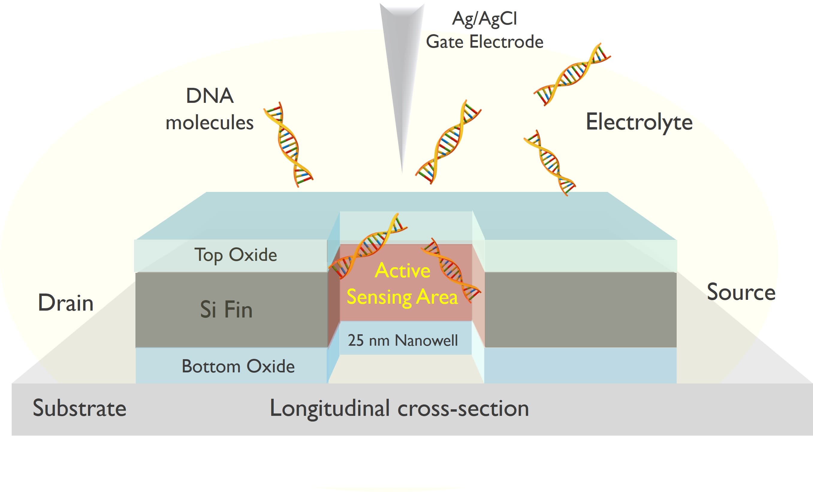 Schematic of the nanowell FET