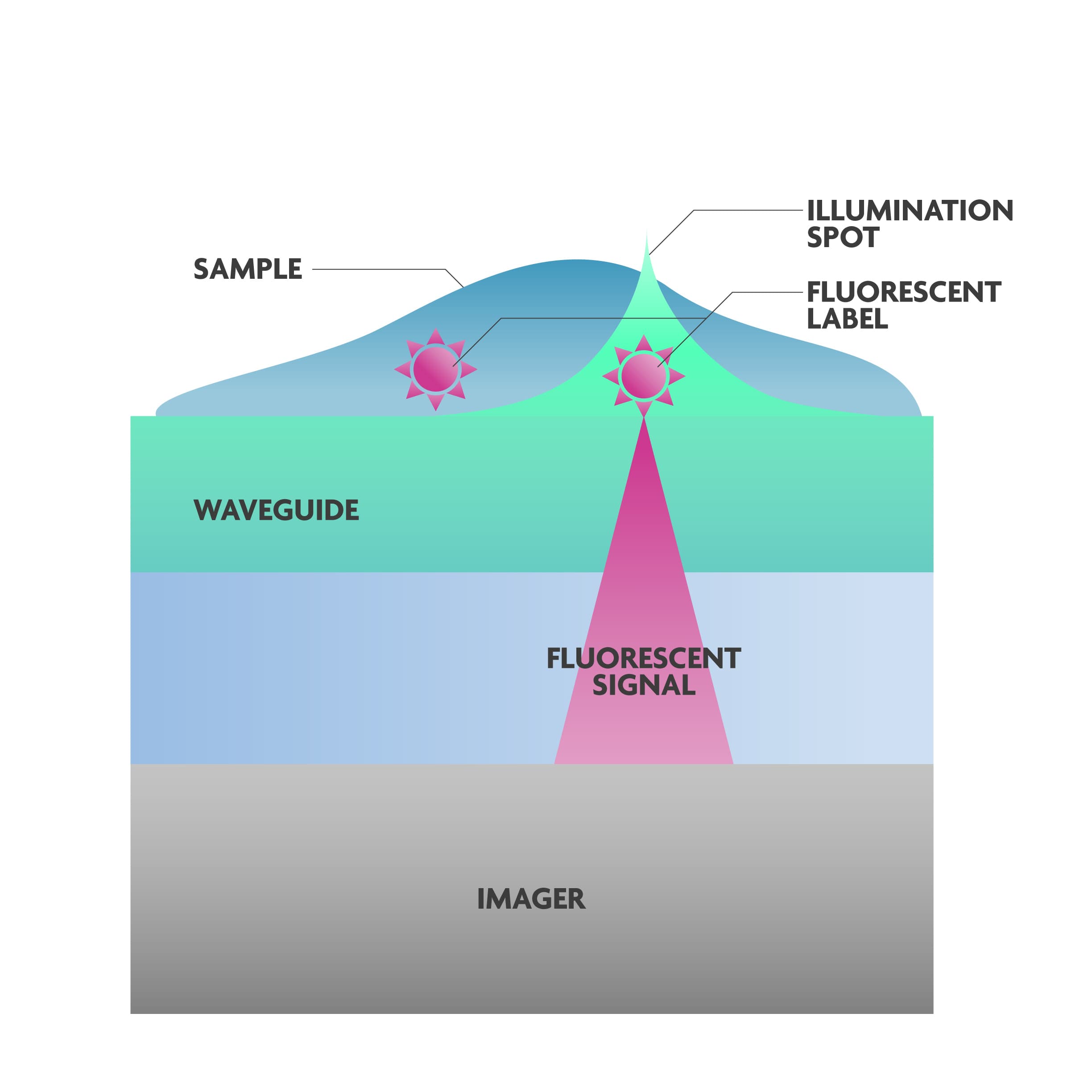 Concept of fluorescence microscopy